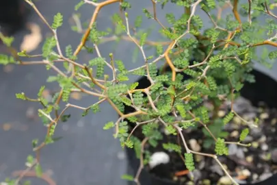 Sophora Prostrata Characteristics.