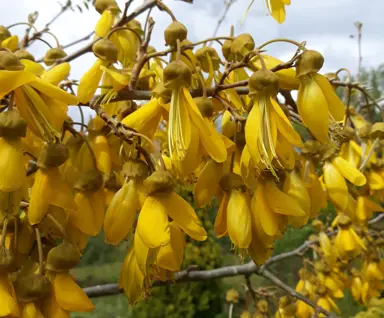 Sophora Tetraptera Information.