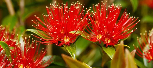 Southern Rata.