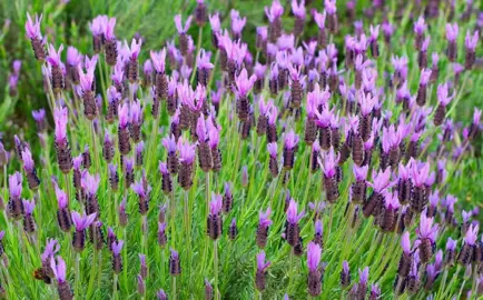 What Is Spanish Lavender? .