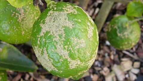 Spots And Russet On Limes.
