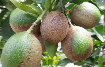 Spots And Russet On Mandarins.