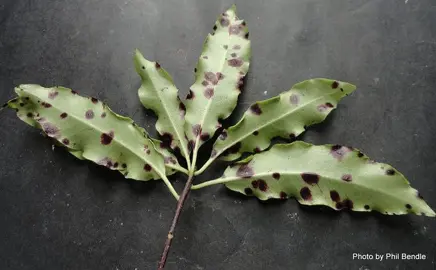 What Are The Black Spots On My Pittosporum.