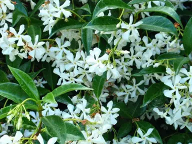 How To Care For Star Jasmine In Autumn.