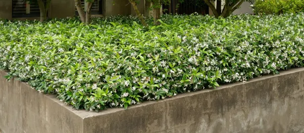 How To Care For Star Jasmine In Summer.