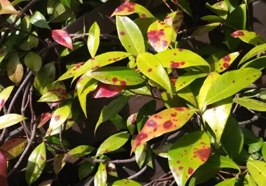 Star Jasmine Diseases.