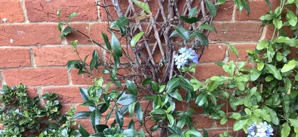 Why Is My Star Jasmine Dying?