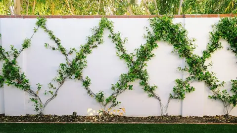 Design Ideas For Star Jasmine.