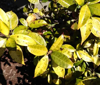 What Is Causing The Star Jasmine Leaves To Yellow?