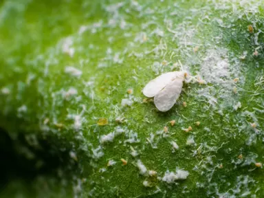 Star Jasmine Pests.