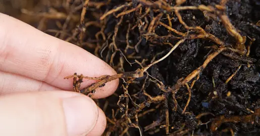 Star Jasmine Root Rot Disease.