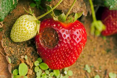 Pest and Disease Control for Strawberry Plants.