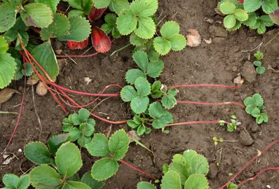 Pruning and Propagating Strawberry Plants.