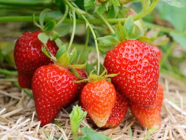 Watering and Fertilising Your Strawberry Plants.