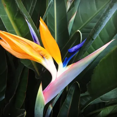 Strelitzia Augusta Information.