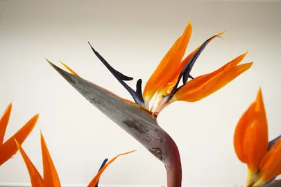 What Are Some Fun Facts About Strelitzia?