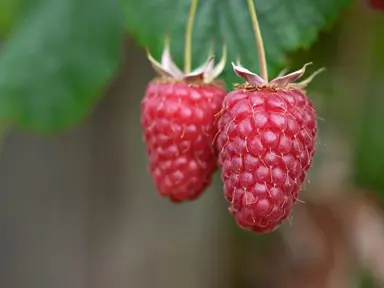 Summer-Bearing Raspberries.