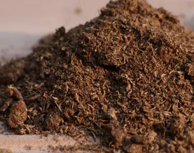 Choosing the Right Soil.