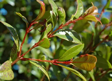 Syzygium Australe Information.