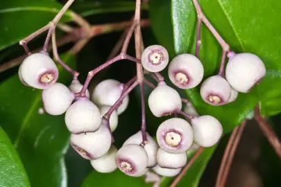 Syzygium Smithii Information.
