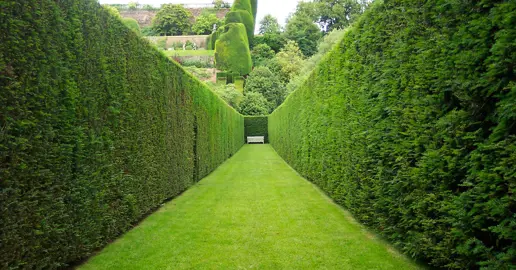 Tall Hedge Plants.