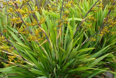 What Is The Difference Between Phormium Tenax And Phormium Cookianum?