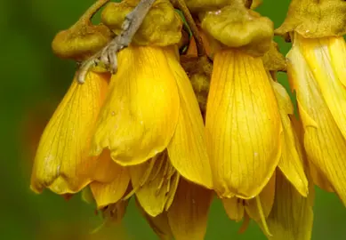 Threatened Kowhai Species In NZ.