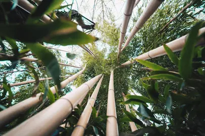 What Are Three Interesting Facts About Bamboo?