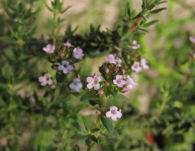 Caring for Your Thymus Plants.