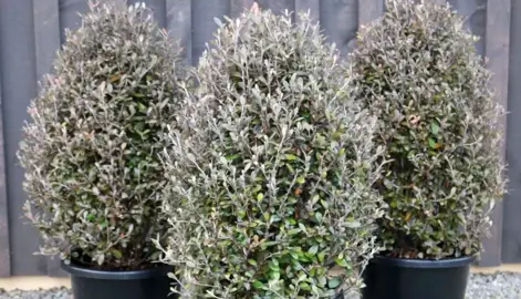 How To Make A Topiary Standard Corokia.