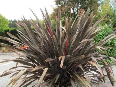 Which Phormium Is Toughest?