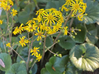 Does The Tractor Seat Plant Produce Flowers?