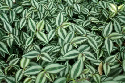 Tradescantia Zebrina as an Air Purifier.