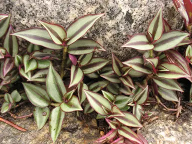 Tradescantia Zebrina Care Outdoors.