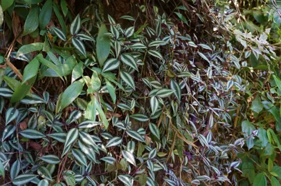 Light Requirements for Tradescantia Zebrina.