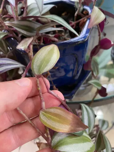 Common Tradescantia Zebrina Problems.