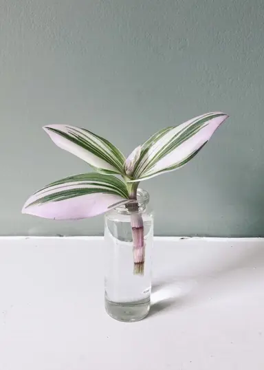 Tradescantia Zebrina Propagation.