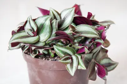 Watering and Fertiliser Needs of Tradescantia Zebrina.