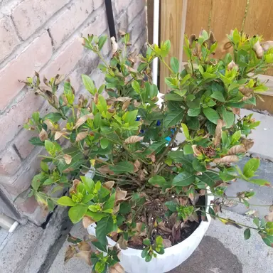 How To Treat A Dying Gardenia Plant.