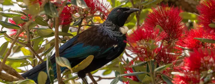 What Trees Do Birds Like NZ?