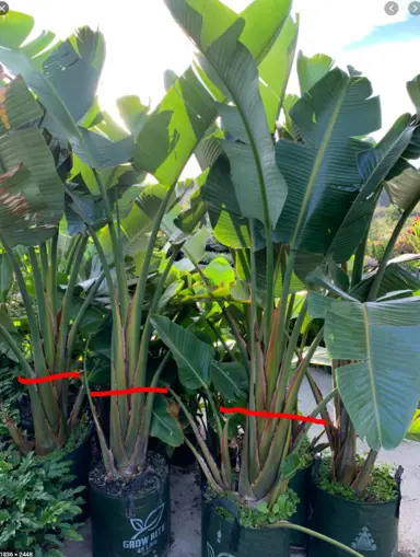 How To Trim A Giant Bird Of Paradise.