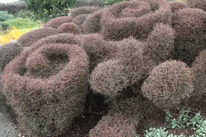 How To Trim Muehlenbeckia.