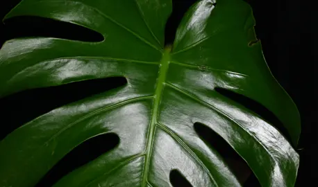 Tropical Indoor Plants NZ.