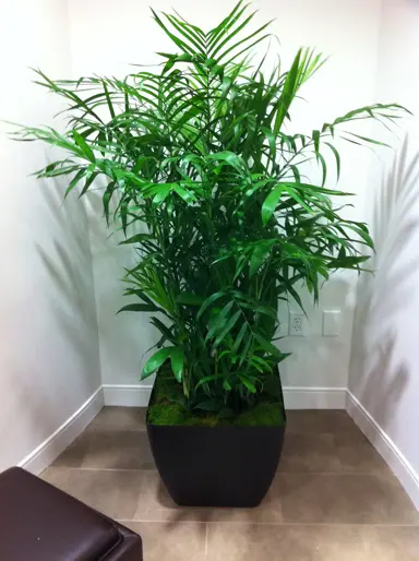 Tropical Plants for Bathrooms.