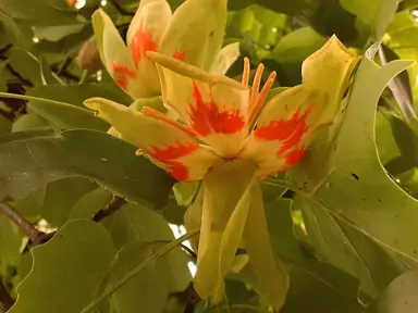 Tulip Tree Care and Maintenance.