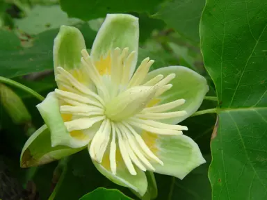 Tulip Tree Flowering Season.