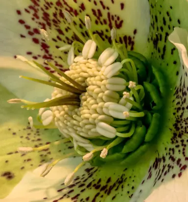 Types of Hellebores.