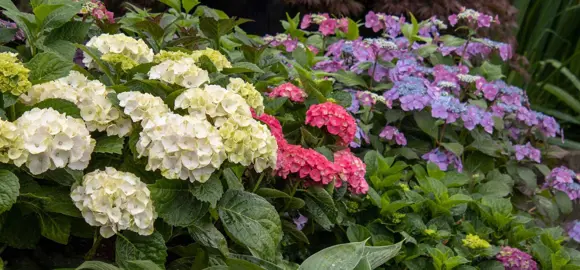 What Are The Different Types Of Hydrangea Flowers?