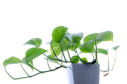 Types of Pothos.