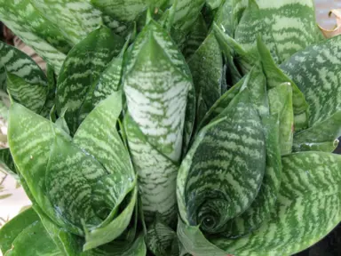 What Are The Different Types Of Snake Plant?